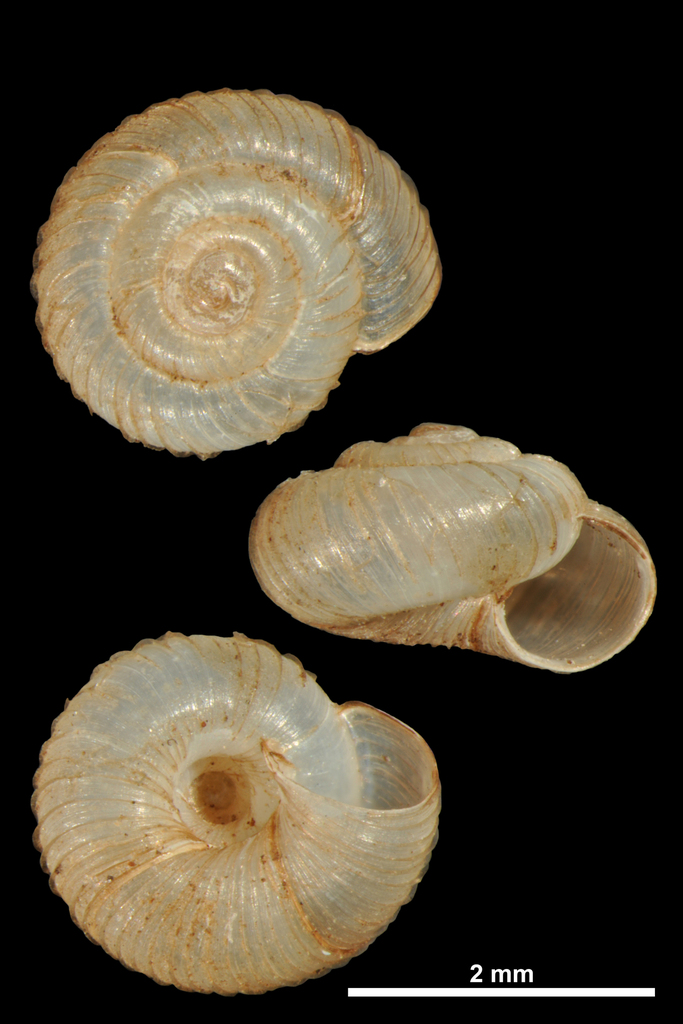 Gittenbergia sororcula