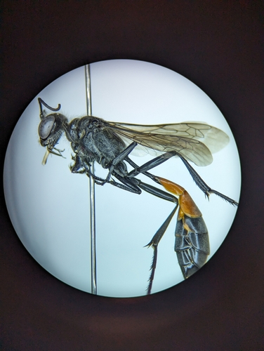 Ammophila azteca photo 5
