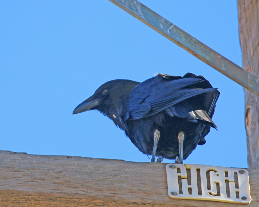 January Crow American Crow from Arcadia, CA, USA on January 26, 2024 at 02:29 PM by ...
