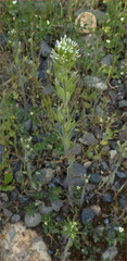 Castilleja attenuata
