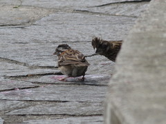 Zonotrichia capensis