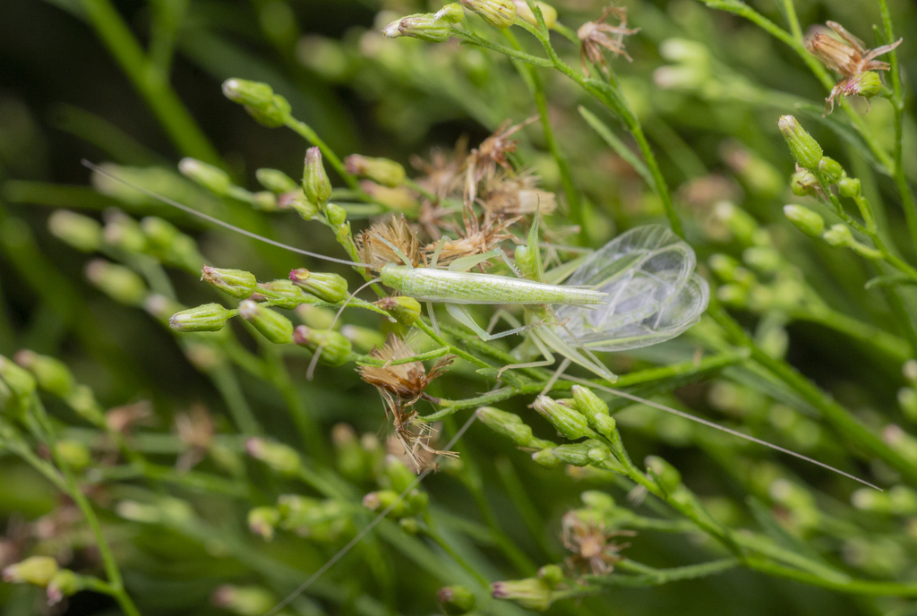 Oecanthus lineolatus