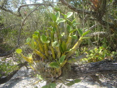 Myrmecophila tibicinis