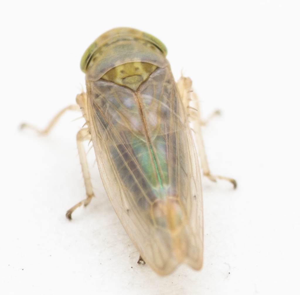 Paratanus exitiosus
