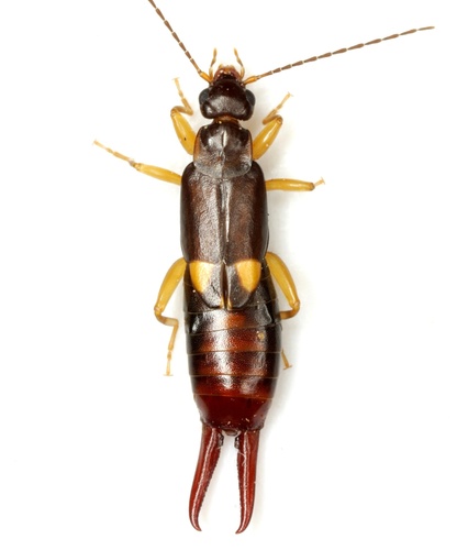 Vostox brunneipennis (Audinet-Serville, 1838)