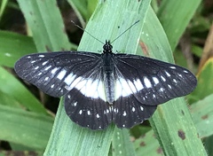 Catasticta flisa flisoides