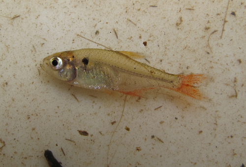 Ecuadorian tetra (Hyphessobrycon ecuadoriensis) — Characidae — 2