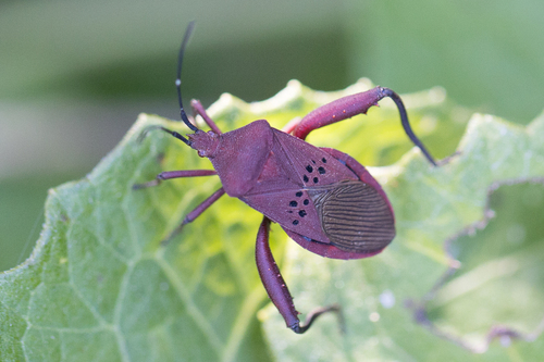 Ugnius badius