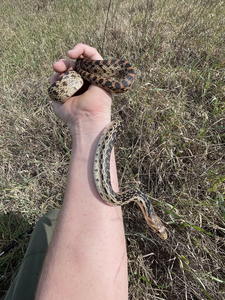 San Diego Gopher Snake In January 2024 By Brandon Troth INaturalist   Large 