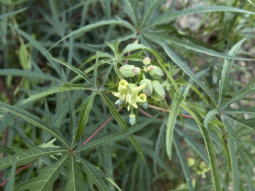 Image of Manihot angustiloba by (c) Sue Carnahan, some rights reserved (CC BY)