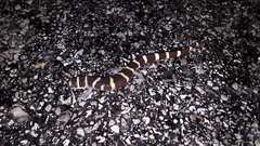Ambystoma annulatum