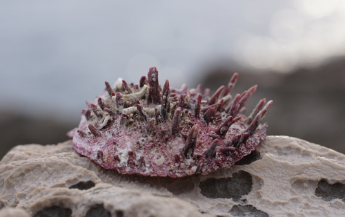 European Thorny Oyster