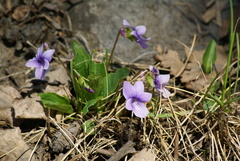 Viola prionantha