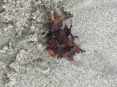 Chondrus crispus