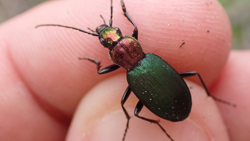 Chlaenius aeratus