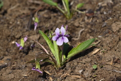 Viola prionantha
