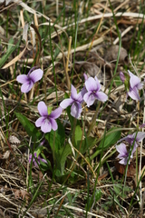 Viola prionantha