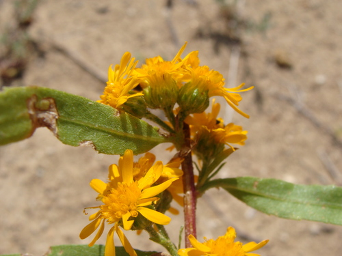 Image of Xanthocephalum gymnospermoides by (c) Alexis López Hernández, some rights reserved (CC BY)