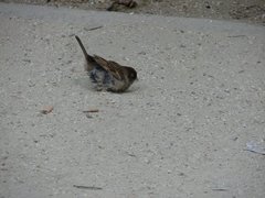 Passer domesticus