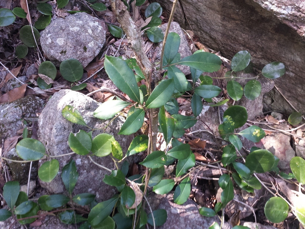 Native Grape in September 2014 by pcopping_ecp · iNaturalist