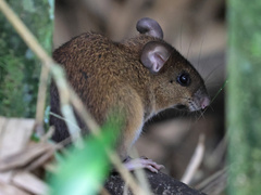 Pallid Delomys photo 4