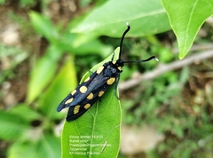 Praezygaena caschmirensis