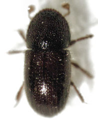 Coccotrypes dactyliperda