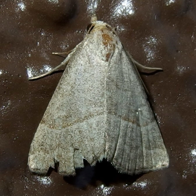 Dusty-winged Tan