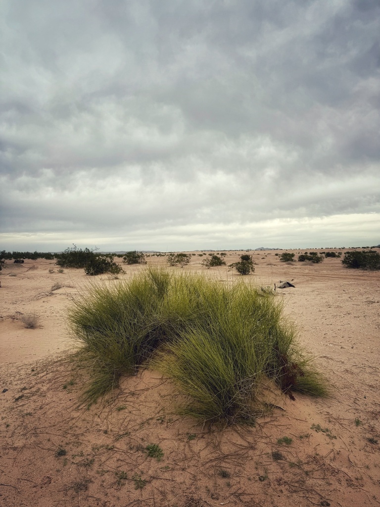 longleaf ephedra from S Avenue 10 1/2 E, Yuma, AZ, US on February 1 ...