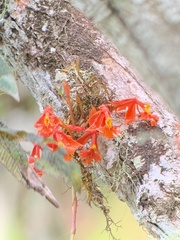 Epidendrum baumannianum image