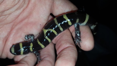 Ambystoma annulatum