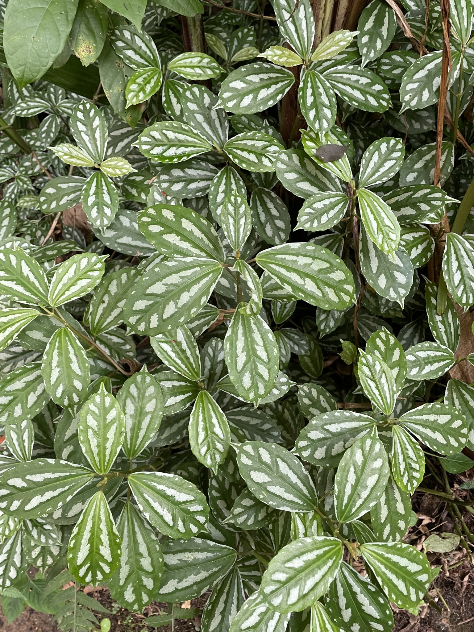 Imagem de Planta-mosaico