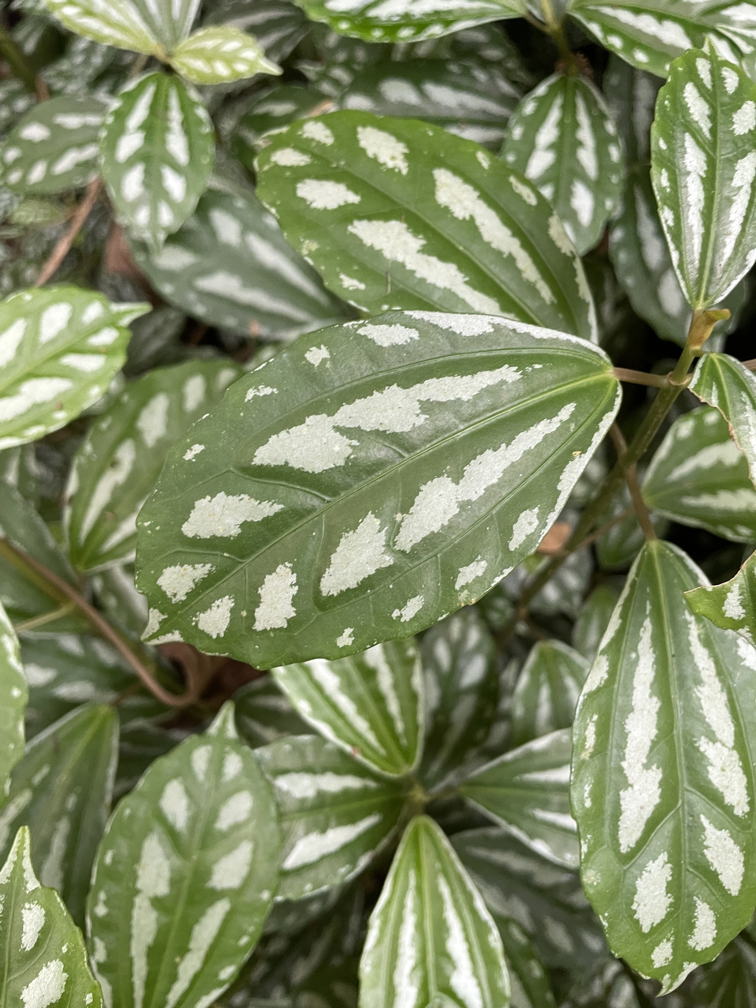Imagem de Planta-mosaico