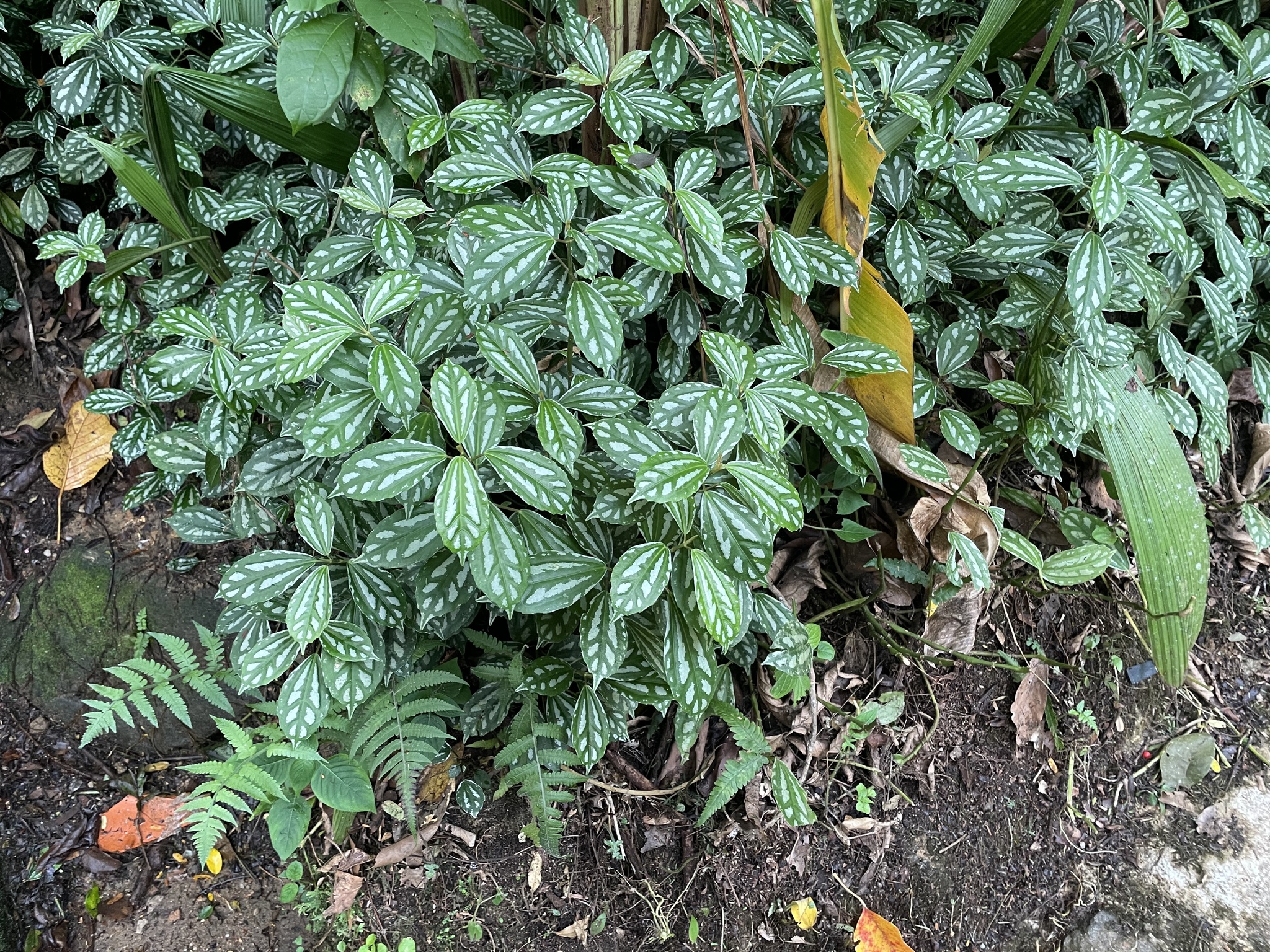 Imagem de Planta-mosaico