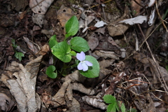 Viola sacchalinensis