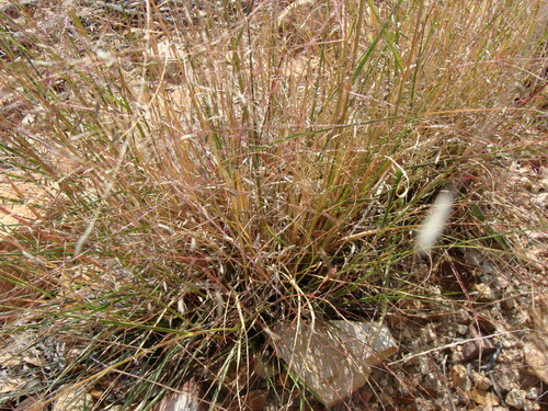 Image of Plains love grass by (c) Alexis López Hernández, some rights reserved (CC BY)
