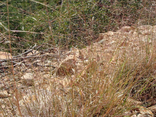 Image of Plains love grass by (c) Alexis López Hernández, some rights reserved (CC BY)