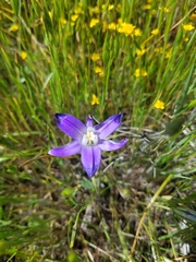 Brodiaea terrestris terrestris