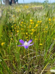 Brodiaea terrestris terrestris