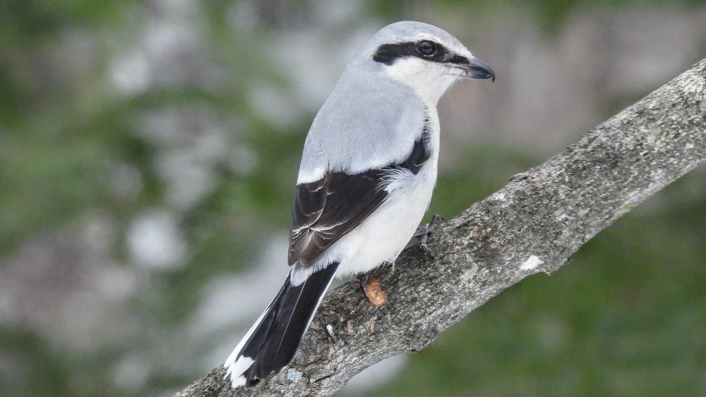 Northern Shrike (Lanius borealis) photo