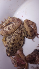 Lithobates sphenocephalus utricularius