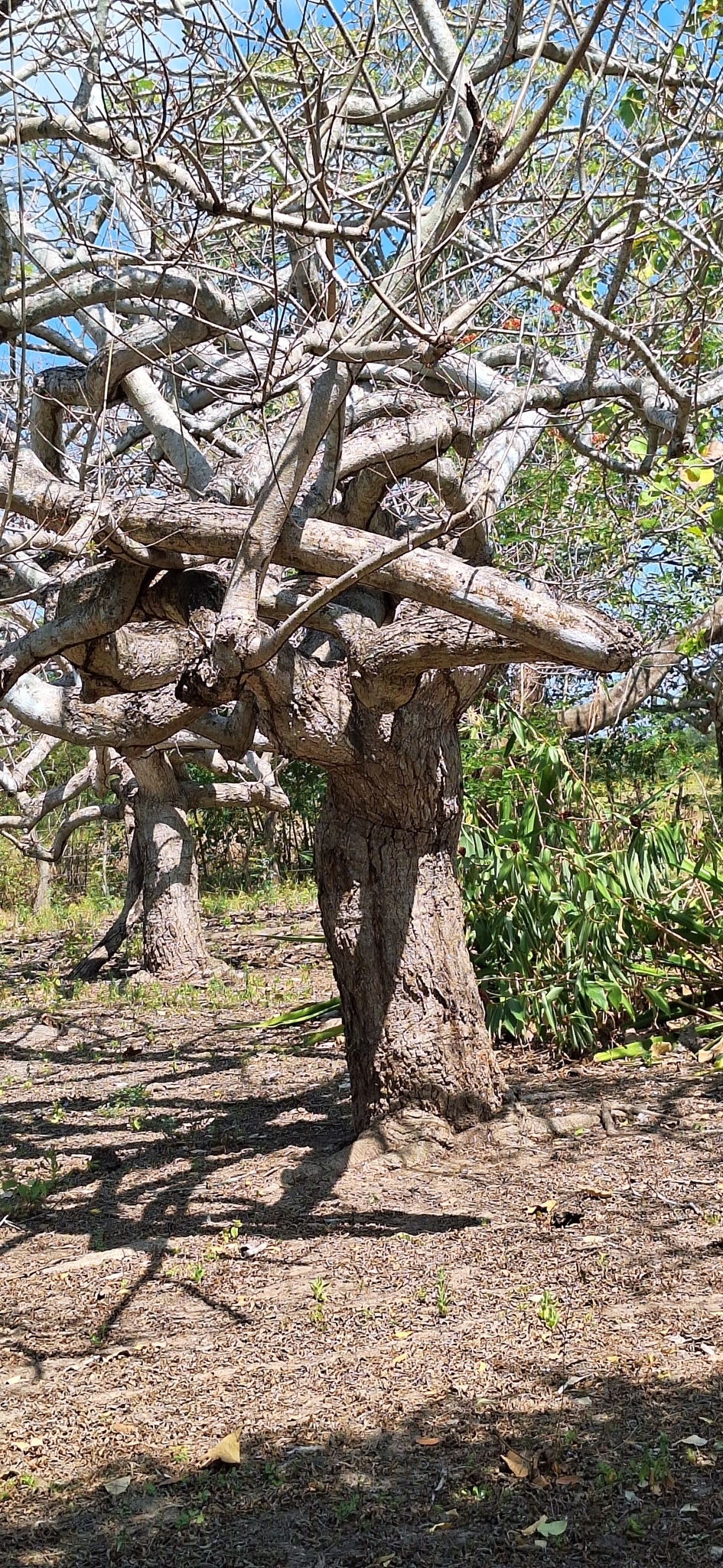 Imagem de Ciriguela