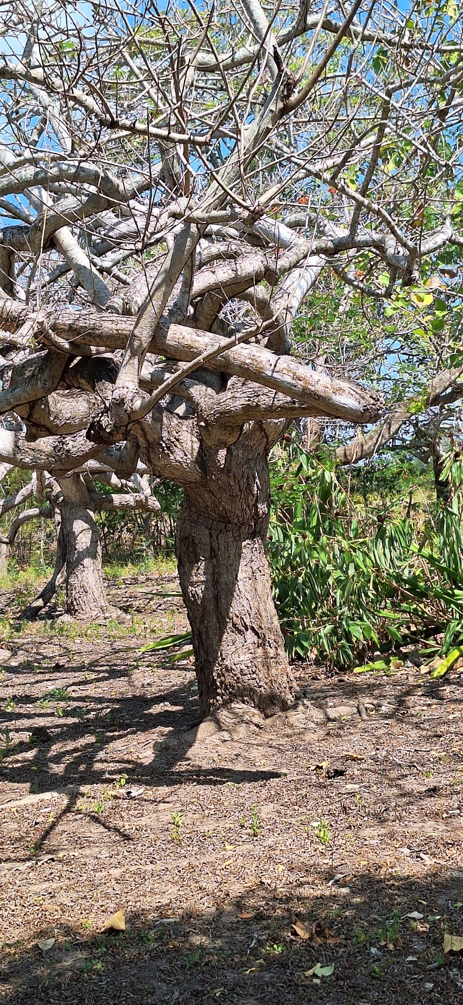 Imagem de Ciriguela
