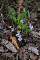 Viola sacchalinensis