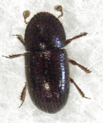 Coccotrypes dactyliperda