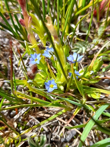 Image of Gentiana gayi by (c) Flavien Saboureau, some rights reserved (CC BY)