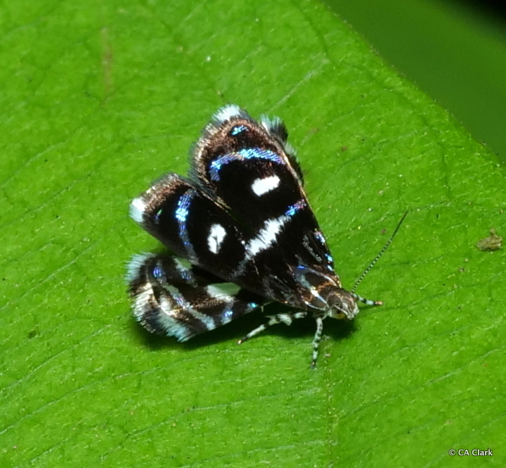 Peacock Moths from Provincia de Puntarenas, Puerto Jiménez, Costa Rica ...