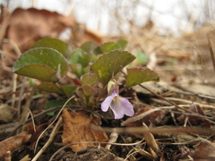 Viola sacchalinensis