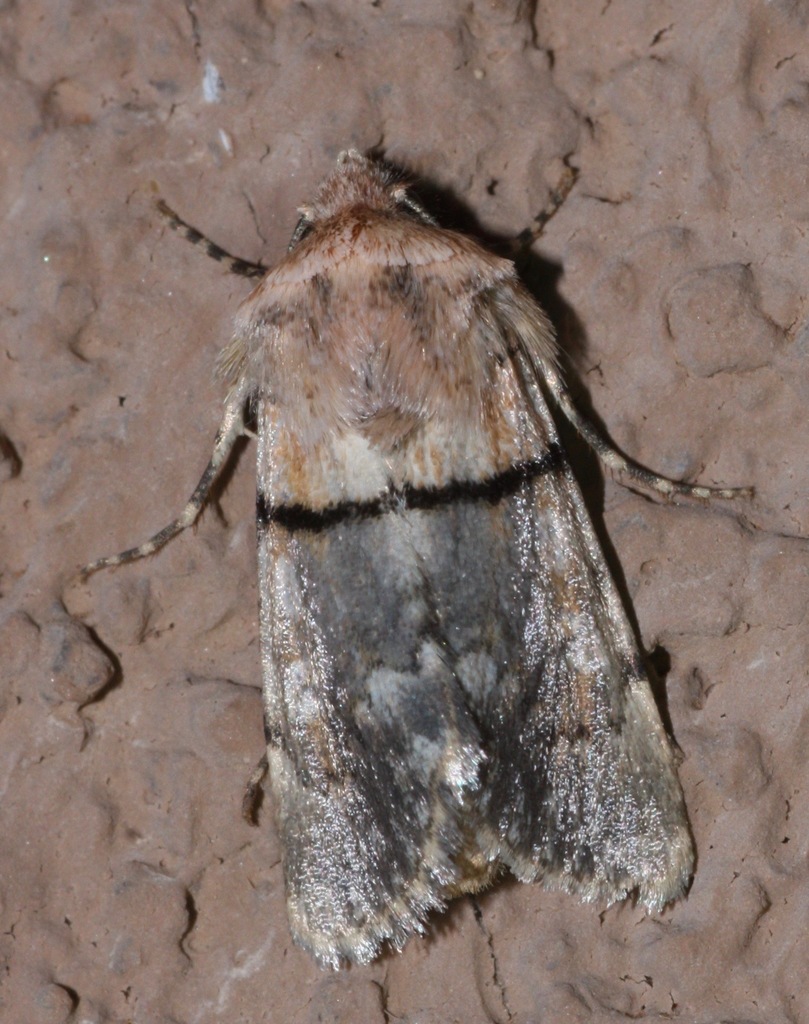 Sympistis rosea