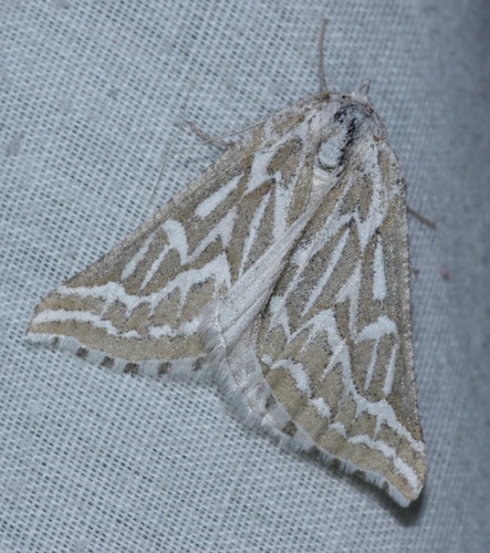 Sagebrush Girdle Moth photo 6